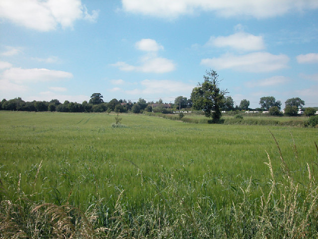 Cereal Crop. Bo-peep Farm, Photo Source: Dennis Turner