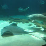 Representative Image. Sharks and a sting ray at the Coney Island aquarium. Photo Credits: Eden, Jaine and Jim (CC BY 2.0)