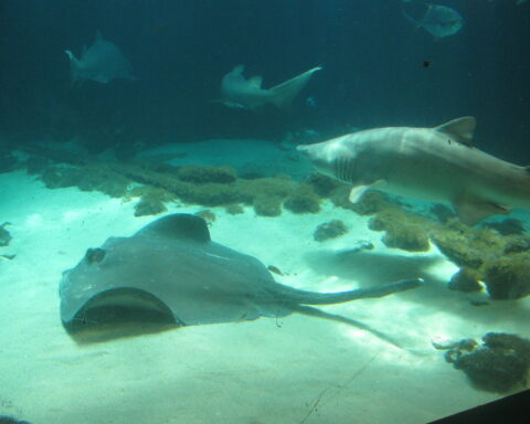 Representative Image. Sharks and a sting ray at the Coney Island aquarium. Photo Credits: Eden, Jaine and Jim (CC BY 2.0)