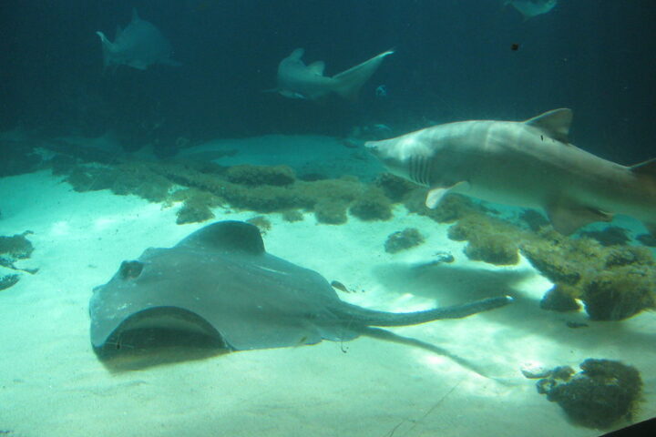 Representative Image. Sharks and a sting ray at the Coney Island aquarium. Photo Credits: Eden, Jaine and Jim (CC BY 2.0)