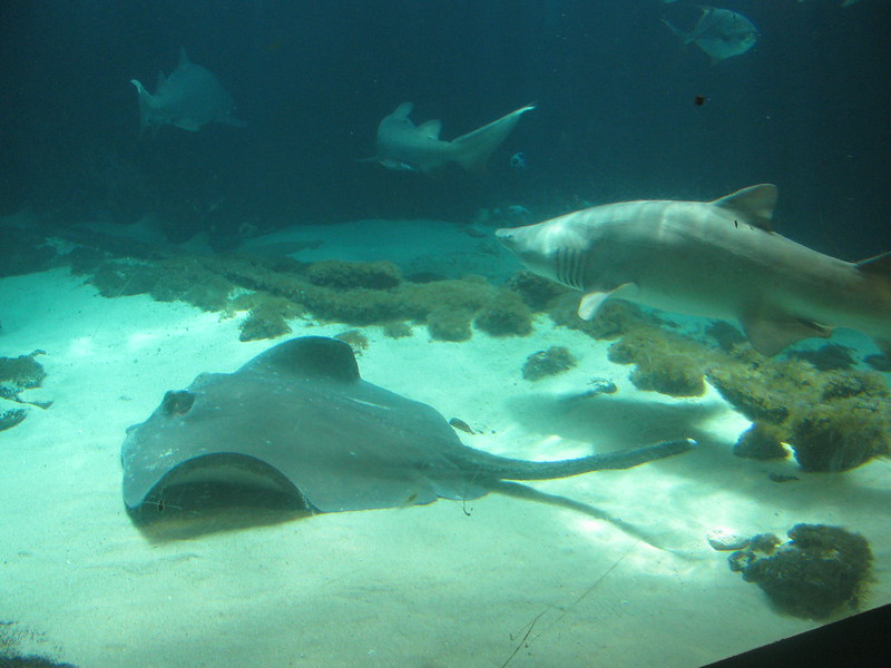 Representative Image. Sharks and a sting ray at the Coney Island aquarium. Photo Credits: Eden, Jaine and Jim (CC BY 2.0)