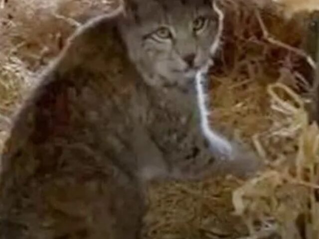 Illegal Lynx Release in Cairngorms Sparks RZSS Quarantine Action (5)