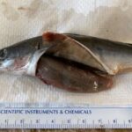 Scientists examined the stomach contents of juvenile sablefish in coastal waters, finding evidence of their voracious appetite including other fish almost as big as they are.