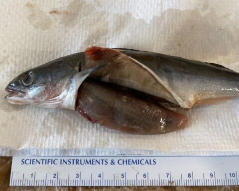 Scientists examined the stomach contents of juvenile sablefish in coastal waters, finding evidence of their voracious appetite including other fish almost as big as they are.