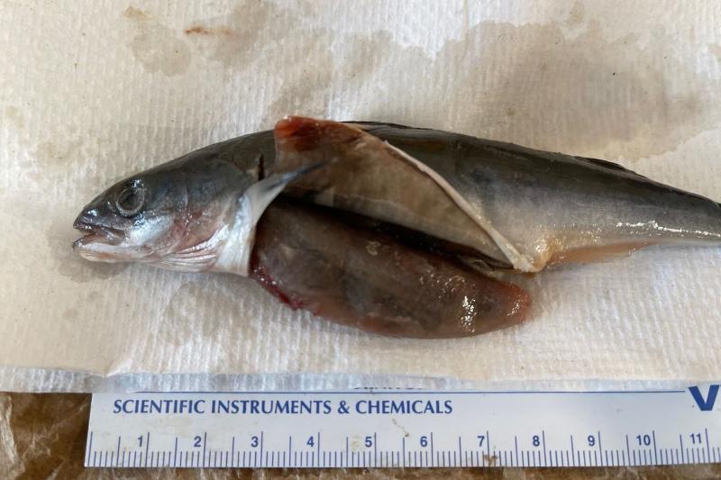 Scientists examined the stomach contents of juvenile sablefish in coastal waters, finding evidence of their voracious appetite including other fish almost as big as they are.