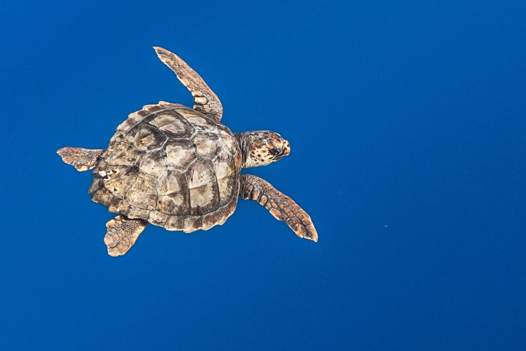 A lone loggerhead sea turtle swims in the North Pacific Ocean. Photo Source - Ralph Pace