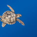 A lone loggerhead sea turtle swims in the North Pacific Ocean. Photo Source - Ralph Pace