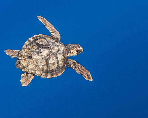 A lone loggerhead sea turtle swims in the North Pacific Ocean. Photo Source - Ralph Pace