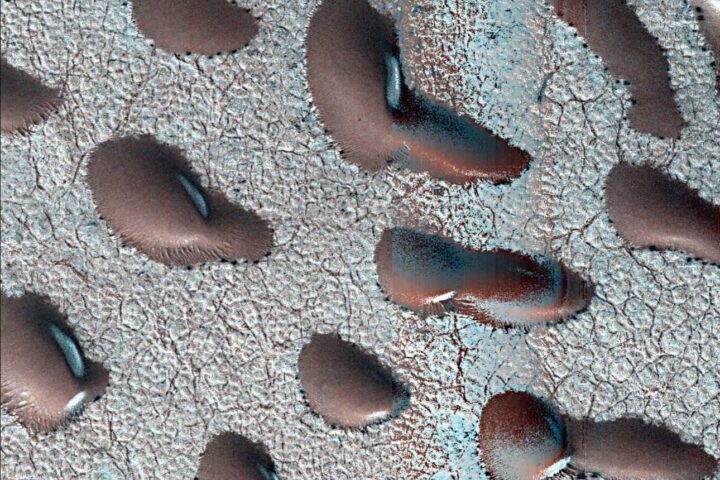 These Martian dunes in Mars' northern hemisphere were captured from above by NASA's Mars Reconnaissance Orbiter using its High-Resolution Imaging Science Experiment (HiRISE) camera on Sept. 8, 2022. Scientists use such images to track the amount of frost that settles on the landforms and then disappears as the weather warms in spring. Martian dunes migrate just like dunes on Earth, with wind blowing away sand on one side of the dune and building up on another. Recent research has shown that winter frost stops the movement of sand grains, locking the dunes in place until the spring thaw. The University of Arizona, in Tucson, operates HiRISE, which was built by BAE Systems in Boulder, Colorado. NASA's Jet Propulsion Laboratory, a division of Caltech in Pasadena, California, manages the Mars Reconnaissance Orbiter Project for NASA's Science Mission Directorate, Washington. Photo Source - NASA/JPL-Caltech