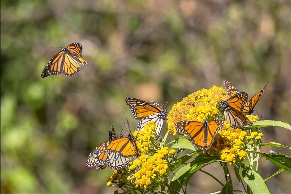 A group of monarch butterflies (Danaus plexippus) interacting with a cluster of yellow flowers. Photo Source - Charles J Sharp(CC BY-SA 4.0)