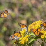 A group of monarch butterflies (Danaus plexippus) interacting with a cluster of yellow flowers. Photo Source - Charles J Sharp(CC BY-SA 4.0)