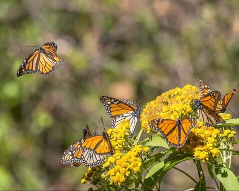 A group of monarch butterflies (Danaus plexippus) interacting with a cluster of yellow flowers. Photo Source - Charles J Sharp(CC BY-SA 4.0)