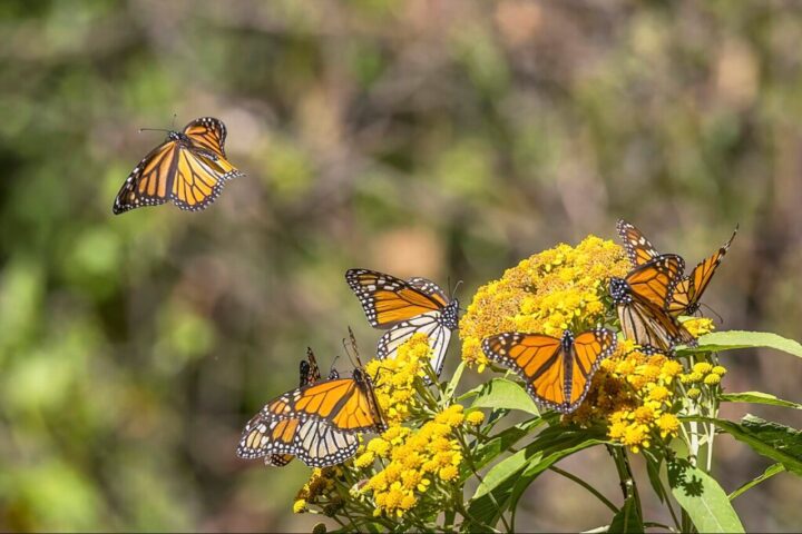 A group of monarch butterflies (Danaus plexippus) interacting with a cluster of yellow flowers. Photo Source - Charles J Sharp(CC BY-SA 4.0)