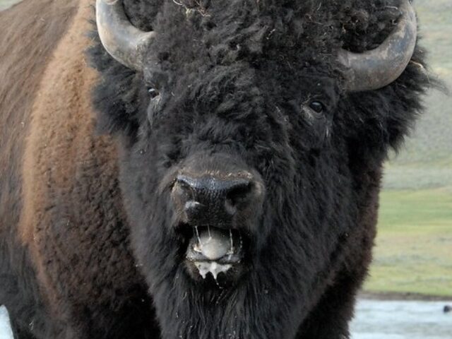 Montana Sues Over Yellowstone's Plan to Boost Bison Herd to 6,000 (Poster Image)