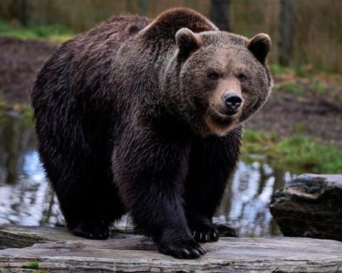 Here is the representative image you requested, depicting a large brown bear in a natural forest environment. Photo Source: Pixabay