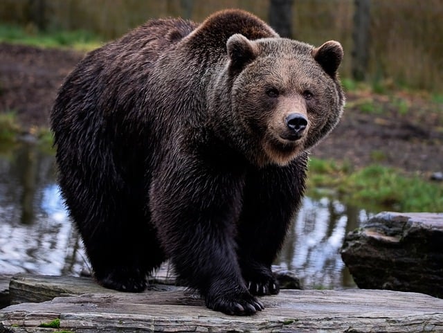 Here is the representative image you requested, depicting a large brown bear in a natural forest environment. Photo Source: Pixabay