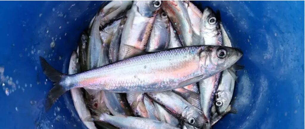 Fast-growing, fish-eating herring caught off the coast northeast of Uppsala. Photo: Ulf Bergström