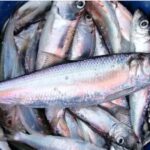 Fast-growing, fish-eating herring caught off the coast northeast of Uppsala. Photo: Ulf Bergström