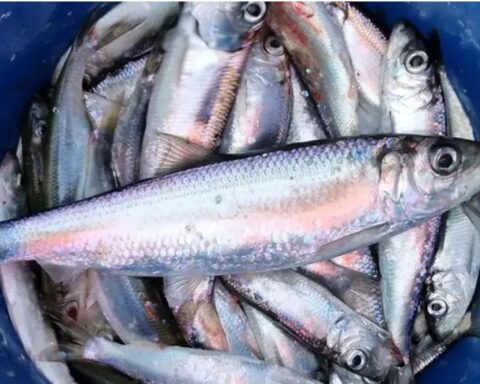 Fast-growing, fish-eating herring caught off the coast northeast of Uppsala. Photo: Ulf Bergström