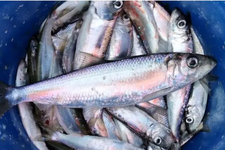 Fast-growing, fish-eating herring caught off the coast northeast of Uppsala. Photo: Ulf Bergström