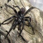 Newcastle Funnel-web Spider (Atrax christenseni) male. Image: Kane Christensen Photo Source: Australian Museum