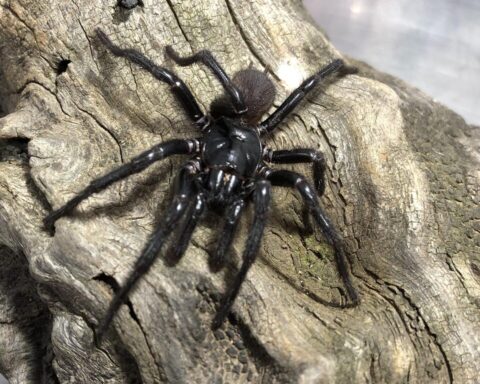 Newcastle Funnel-web Spider (Atrax christenseni) male. Image: Kane Christensen Photo Source: Australian Museum