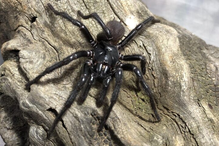 Newcastle Funnel-web Spider (Atrax christenseni) male. Image: Kane Christensen Photo Source: Australian Museum