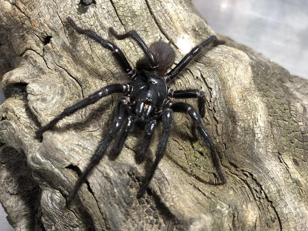 Newcastle Funnel-web Spider (Atrax christenseni) male. Image: Kane Christensen Photo Source: Australian Museum