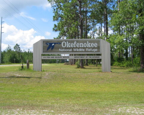 Representative Image. Okefenokee National Wildlife Refuge, Georgia. Photo Source: Frank Kehren (CC BY-NC-ND 2.0)