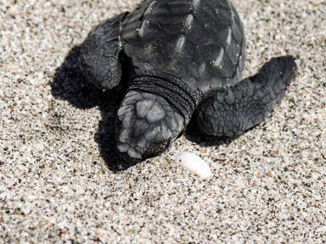 Over 500 Endangered Sea Turtles Found Dead Along Chennai Coastline (1)