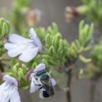 Scrub mints are critical for pollinators, including the rare blue calamintha bee (Osmia calaminthae). Kristen Grace/Florida Museum, CC BY