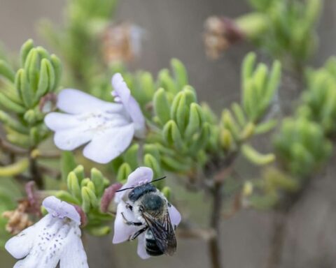 Scrub mints are critical for pollinators, including the rare blue calamintha bee (Osmia calaminthae). Kristen Grace/Florida Museum, CC BY