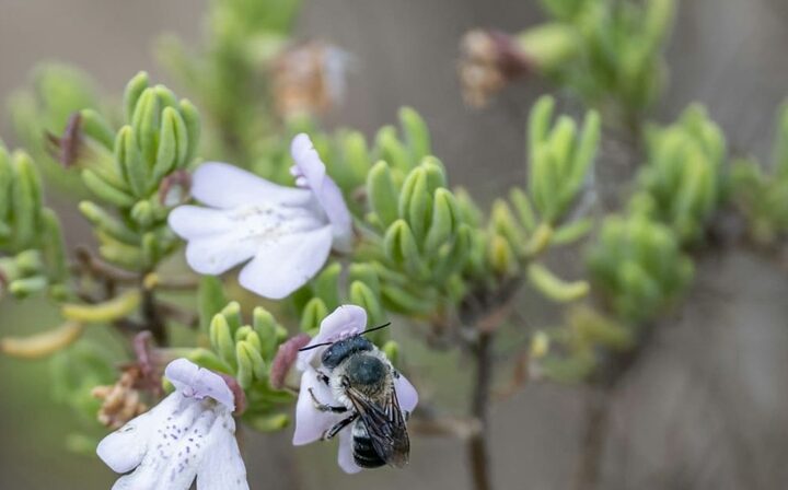 Scrub mints are critical for pollinators, including the rare blue calamintha bee (Osmia calaminthae). Kristen Grace/Florida Museum, CC BY