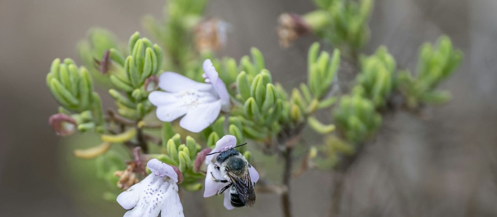 Scrub mints are critical for pollinators, including the rare blue calamintha bee (Osmia calaminthae). Kristen Grace/Florida Museum, CC BY