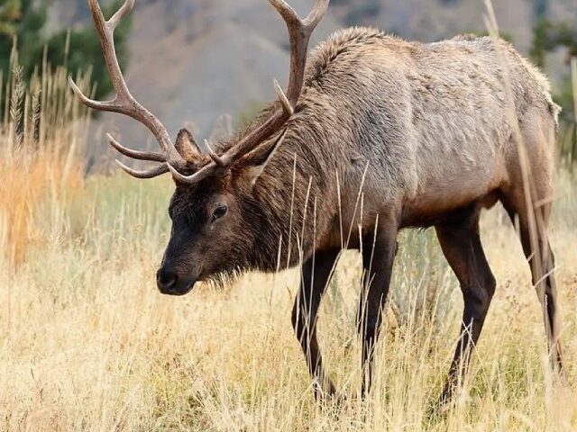 Point Reyes Rezones 16,000 Acres, 11 Ranchers Exit, Tule Elk Thrive (Poster Image)