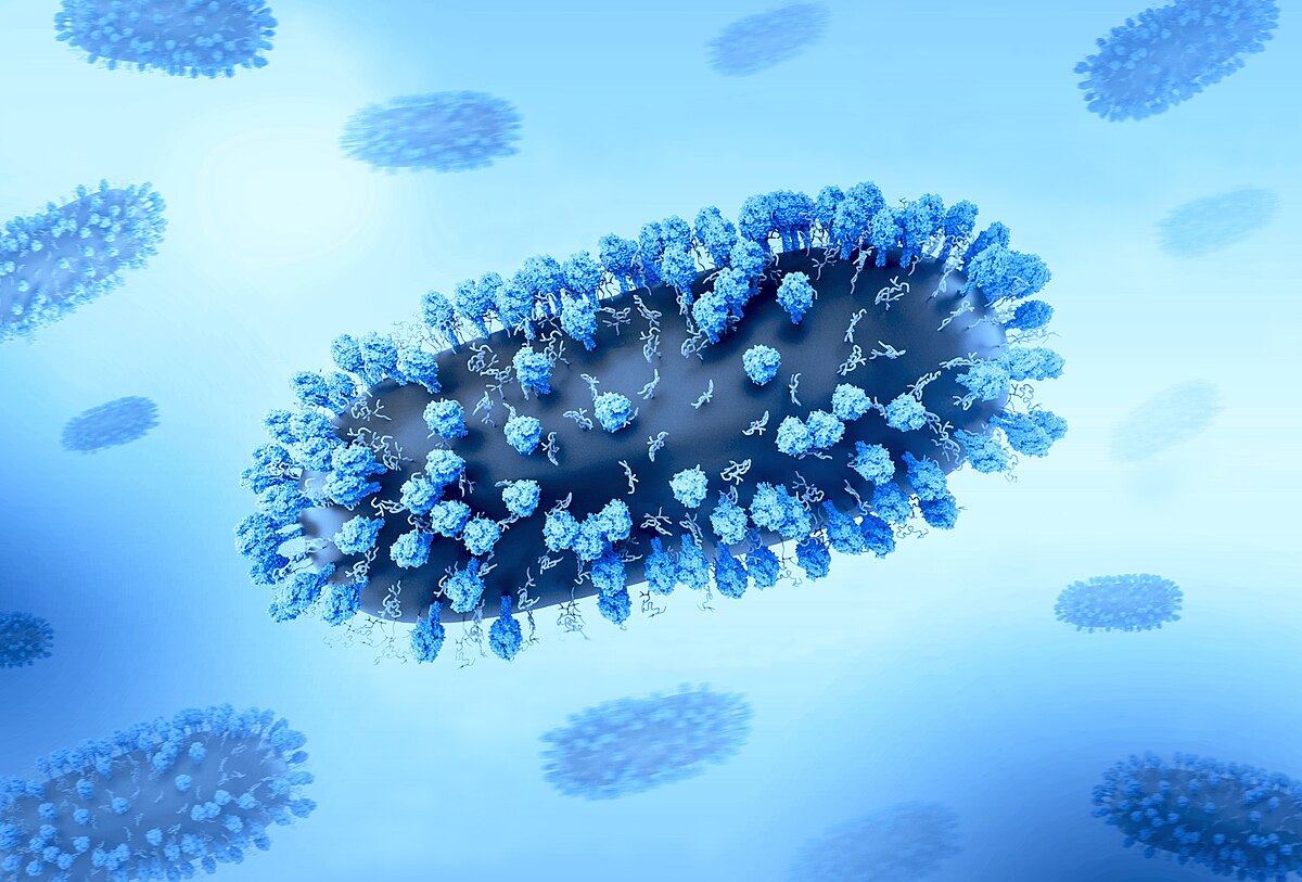 Representative Image. Creative layout featuring 3D renderings of respiratory syncytial virus (RSV), a common contagious virus that infects the human respiratory tract. Photo Source: NIAID (CC BY 2.0)