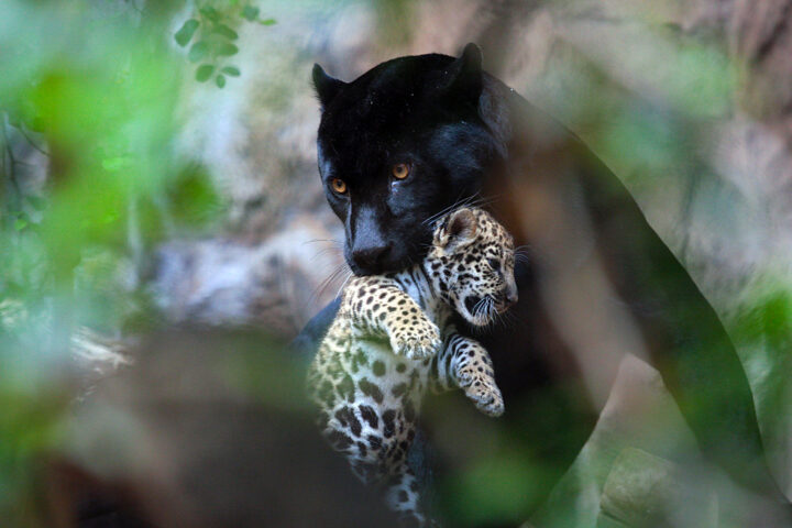 Rare Black Panther and Cub Spotted in Odisha's Nayagarh Forest