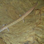 Representative Image. Tennessee Cave Salamander Photo Source: Alfred Crabtree/Flickr (CC BY-ND 2.0)