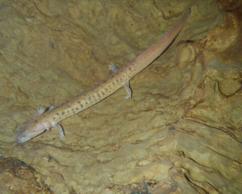 Tennessee Cave Salamander Photo Source: Alfred Crabtree/Flickr (CC BY-ND 2.0)