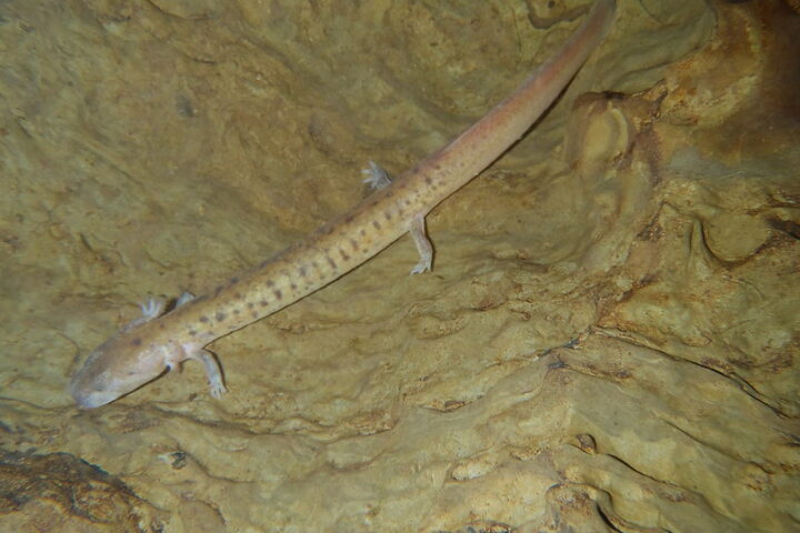 Representative Image. Tennessee Cave Salamander Photo Source: Alfred Crabtree/Flickr (CC BY-ND 2.0)