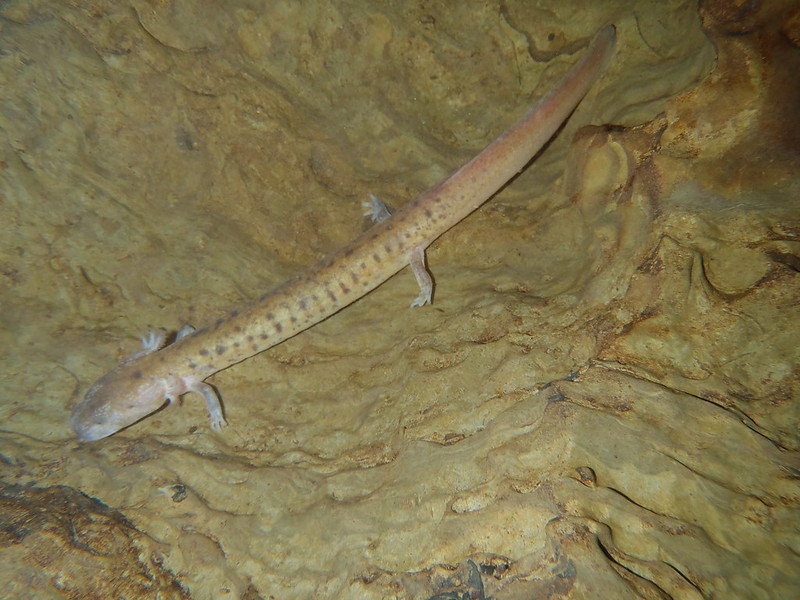 Tennessee Cave Salamander Photo Source: Alfred Crabtree/Flickr (CC BY-ND 2.0)