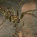 Representative Image. Unidentified funnel-web spider, Wynaad, India Photo Source- L. Shyamal/Wikimedia Commons (CC BY-SA 4.0)