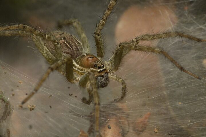 Representative Image. Unidentified funnel-web spider, Wynaad, India Photo Source- L. Shyamal/Wikimedia Commons (CC BY-SA 4.0)