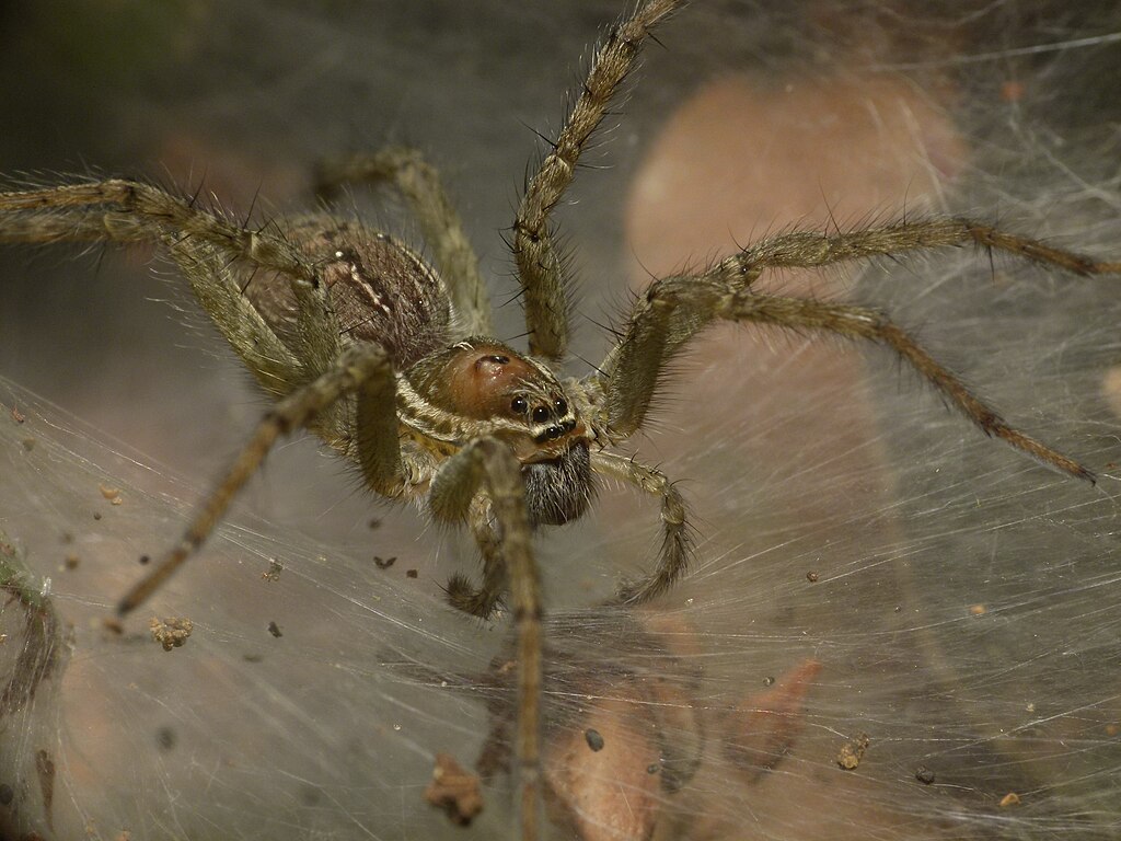 Representative Image. Unidentified funnel-web spider, Wynaad, India Photo Source- L. Shyamal/Wikimedia Commons (CC BY-SA 4.0)