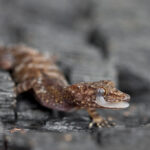 Representative Image. A critically endangered Dwarf Gecko. Photo Source: Vipin Baliga (CC BY-NC-SA 2.0)