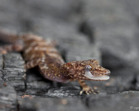 Representative Image. A critically endangered Dwarf Gecko. Photo Source: Vipin Baliga (CC BY-NC-SA 2.0)