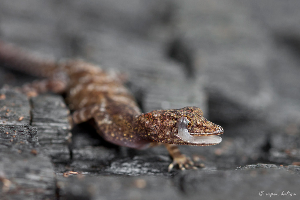 Representative Image. A critically endangered Dwarf Gecko. Photo Source: Vipin Baliga (CC BY-NC-SA 2.0)