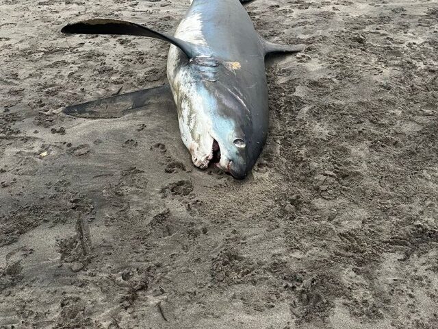 Second Endangered Thresher Shark Death on UK Beach Raises Alarm (Poster Image) (1)