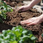 Representative Image. Planting in garden soil. Photo Source: plant_fox (Pixabay)