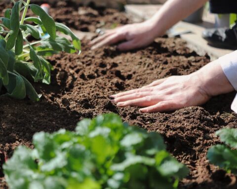 Representative Image. Planting in garden soil. Photo Source: plant_fox (Pixabay)